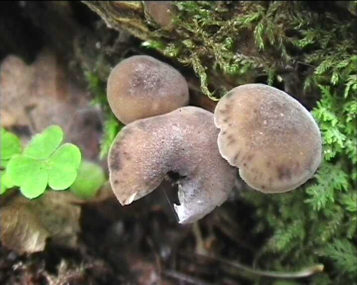 Hydropus atramentosus (Kalchbr.) Kotl. & Pouz.